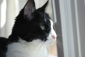 tuxedo cat looks out window