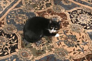 tuxedo cat on carpet